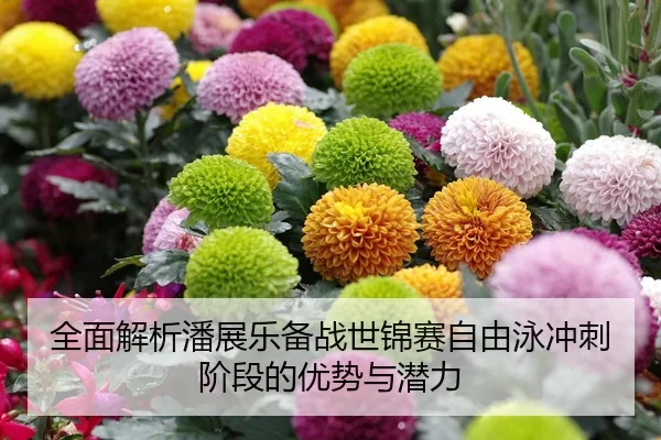 全面解析潘展乐备战世锦赛自由泳冲刺阶段的优势与潜力