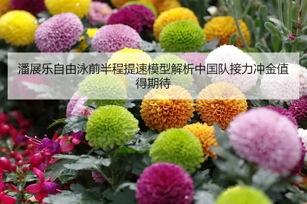 潘展乐自由泳前半程提速模型解析中国队接力冲金值得期待