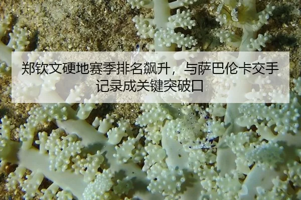 郑钦文硬地赛季排名飙升，与萨巴伦卡交手记录成关键突破口